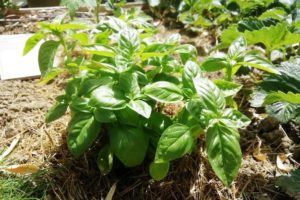 Pied de basilic dans le potager