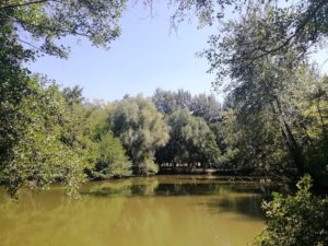 Lac dans le parc du château de Bernicourt