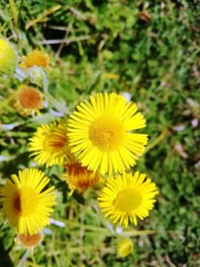 Fleurs jaunes dans le parc du château de Bernicourt