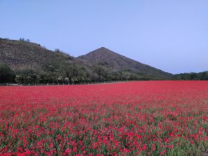 Champ de coquelicots à Loos-en-Gohelle