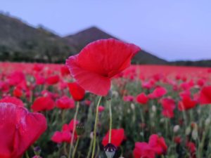 Champ de coquelicots à Loos-en-Gohelle