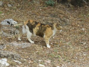 Chat à Athènes