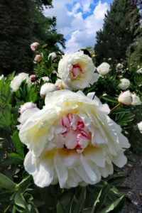 Pivoine dans le parc du château de Namur