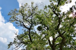 Arbre dans le parc du château de Namur