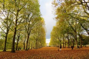 Arbres et tapis de feuilles au Green Park à Londres