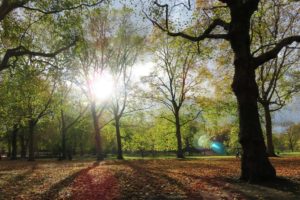Arbres et tapis de feuilles au Green Park à Londres