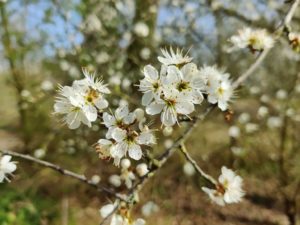 Arbre en fleurs sur le circuit de la dune Fossile