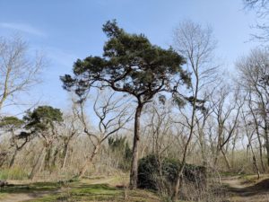 Entrée du sous-bois sur le circuit de la dune Fossile