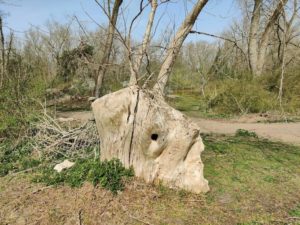 Souche d'arbre sur le circuit de la dune Fossile