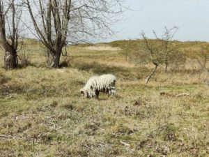 Mouton sur le circuit de la dune Fossile