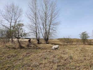 Mouton sur le circuit de la dune Fossile