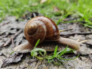Escargot à la réserve ornithologique de Grand-Laviers