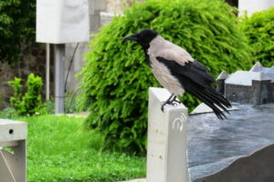 Oiseau aperçu au château de Ljubljana